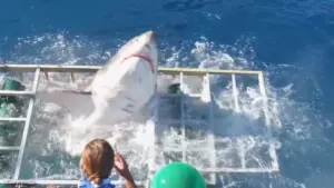 Tubarão invade gaiola de proteção e mergulhador vive momentos de pânico no fundo do mar tubarao-branco