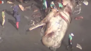 Tesouro raro de R$ 3 milhões é achado em baleia morta baleiaa (1)