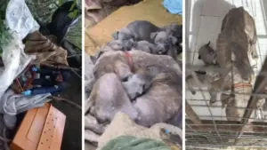 capa-bnews_2_wDaMlMZ_widelg