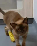 gato-