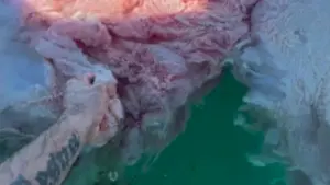 placenta-baleia-770×433 (1)