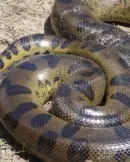 640px-anaconda-loreto-peru-2