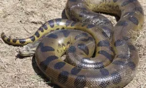 Maior Sucuri do Mundo é Encontrada no Brasil: Gigante de Mais de 200 Kg Impressiona Pesquisadores - VEJA VÍDEO: 640px-anaconda-loreto-peru-2