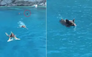 Influenciadoras são perseguidas por javali dentro do mar; VEJA VÍDEO influenciadoras-foram-perseguidas-por-javali-2844859-article (1)
