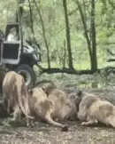 leoies