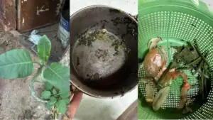 quatro-pessoas-sao-internadas-em-estado-grave-apos-comerem-falsa-couve-em-almoco-2952708-article (1)